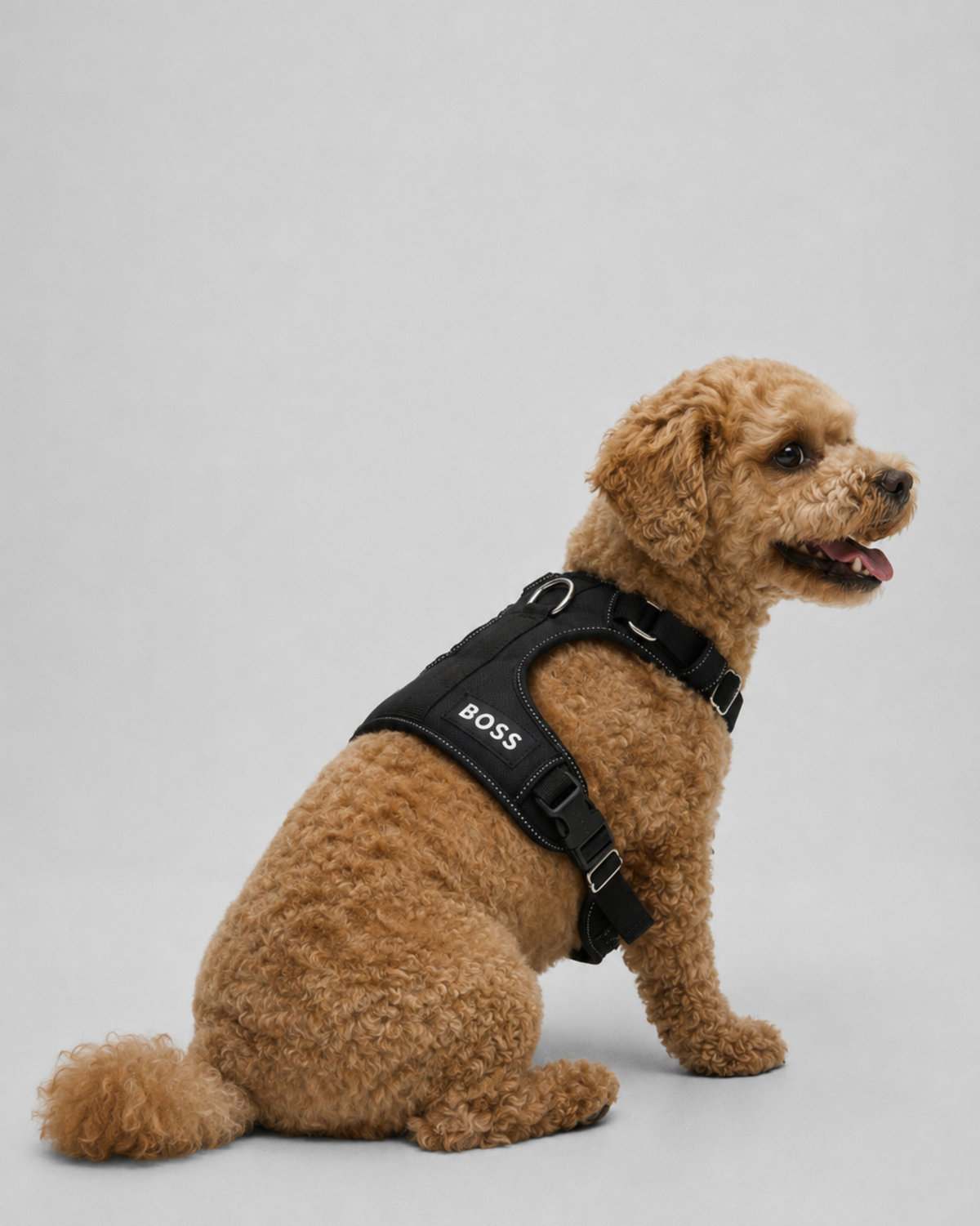 A small brown poodle wearing a black BOSS dog harness, sitting against a plain light gray studio background.